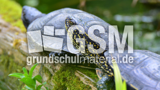 Europäische Sumpfschildkröte_3.jpg